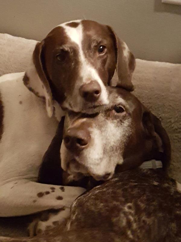/images/uploads/southeast german shorthaired pointer rescue/segspcalendarcontest2019/entries/11468thumb.jpg